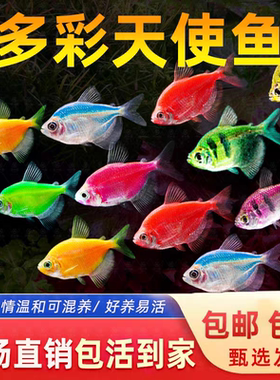 天使鱼热带鱼观赏鱼鱼缸群游小型鱼苗金鱼冷水淡水活体鱼好养耐活