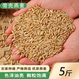 新货带壳燕麦农家种植 5斤新货谷子饲料喂仓鼠虎皮牡丹玄凤鸟鹦鹉