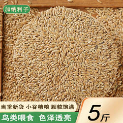 加纳利子鹦鹉鸟食油尖粟白尖粟草庐籽鸟粮金丝雀籽麻雀鸽子粮食