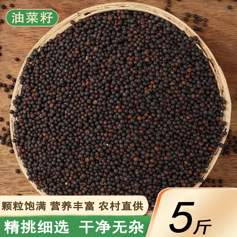 优质油菜籽5斤虎皮牡丹鹦鹉芙蓉鸟玉鸟鸟食鸽粮榨菜籽油包邮