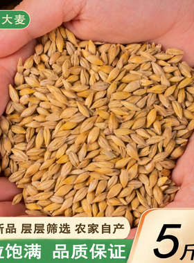 新货带壳大麦2500g农家自产大麦粒发芽做麦芽糖可做大麦茶包邮