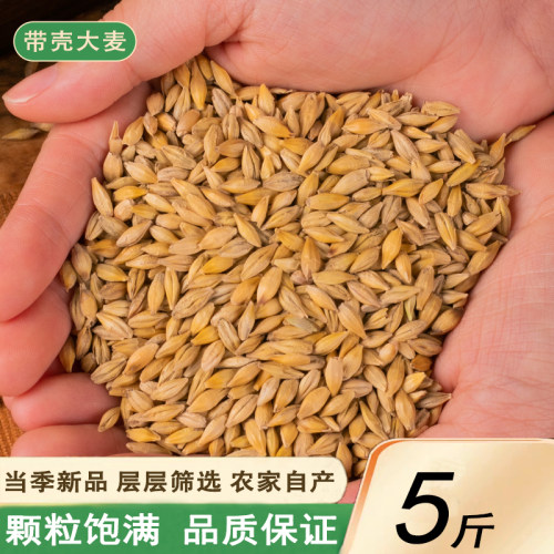 新货带壳大麦2500g农家自产