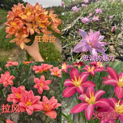 多年生风雨兰莲花苗庭院四季
