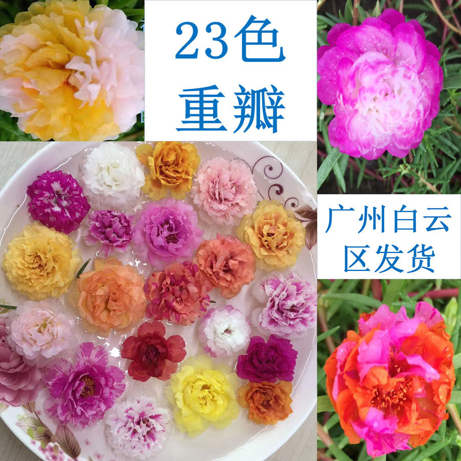 重瓣太阳花苗带花苞包邮23色单瓣7色马齿苋四季开花