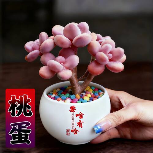 小帅哥桃蛋老桩多头群生多肉植物