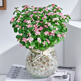 雅乐之舞造型金枝玉叶植物盆栽老桩绿植花卉好养多肉