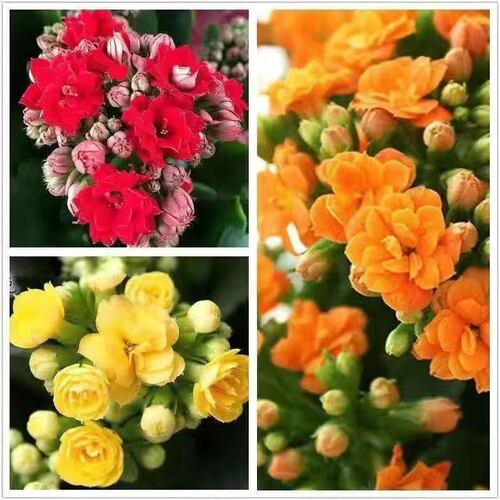 长寿花盆栽重瓣植物室内阳台带花苞发货