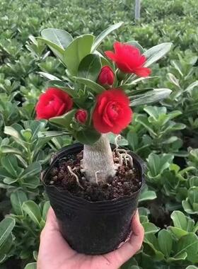 沙漠玫瑰懒人花卉庭院客厅阳台露台绿植耐旱好养小绿植基地直发
