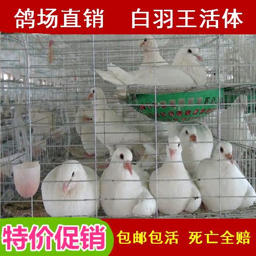 鸽子活物一对繁殖种鸽幼鸽青年落地王瓦灰白羽王下蛋肉鸽基地直供