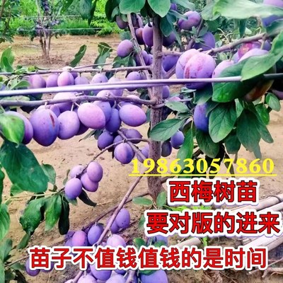 西梅盆栽嫁接南北方种植李子树苗