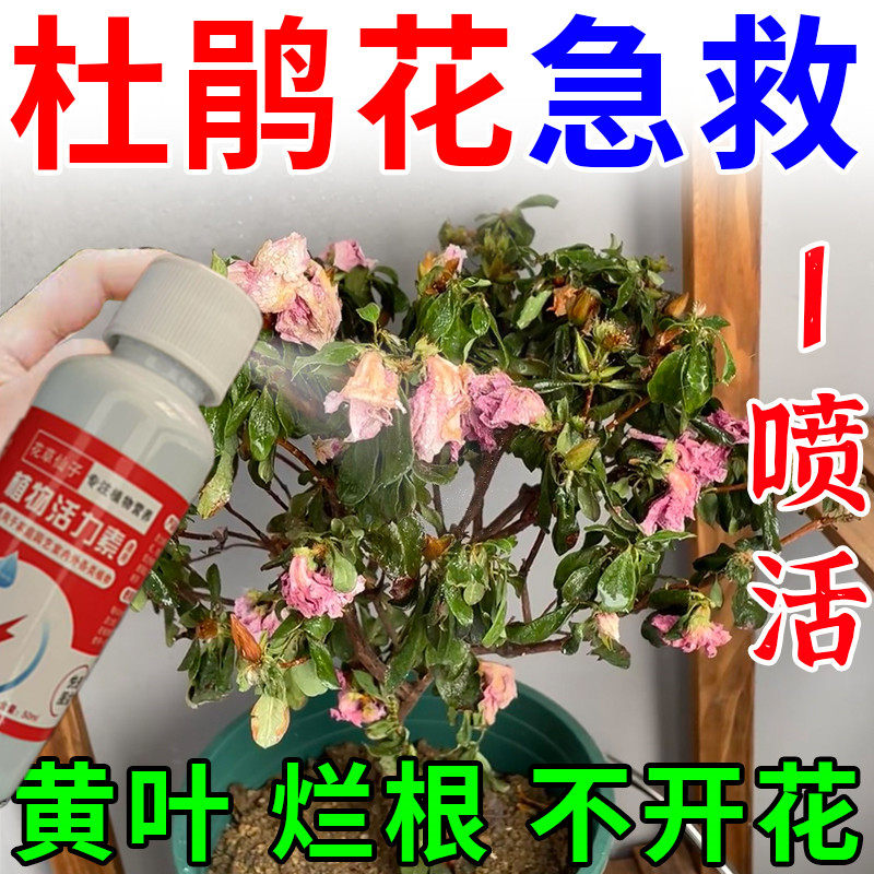 植物再生剂浓缩营养液【杜鹃花怎么养殖】杜鹃花专用营养液叶子干