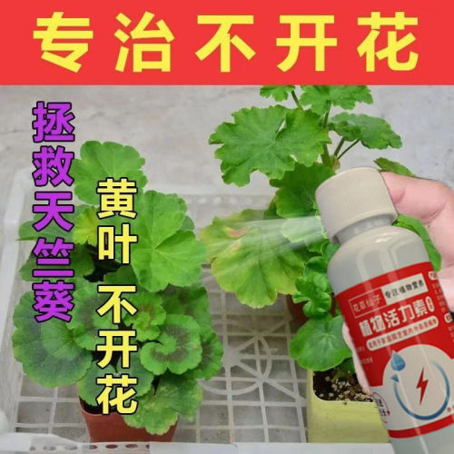 天竺葵营养液生根促开花黄叶烂根救治叶斑病灰霉病白粉虱专用花肥