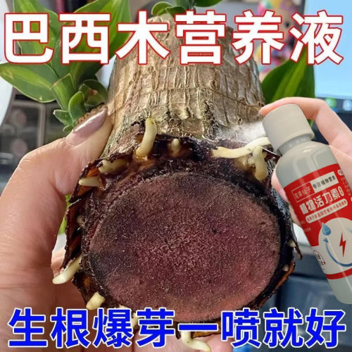 巴西木生根专用肥料龙血树怎么养发芽水培植物免稀释通用型营养液