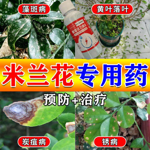 米兰花专用肥烟煤黄化病盆栽专用营养液杀菌立清剂开花肥料