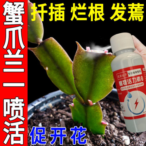 水培植物营养液蟹爪兰急救】蟹爪兰专用肥料蟹爪兰发蔫枯萎烂根烂