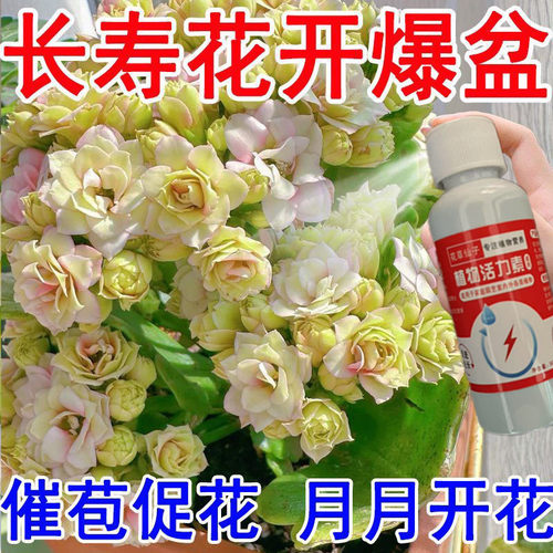 【花爆盆】长寿花营养液专用促开花催花免稀释长寿花专用肥