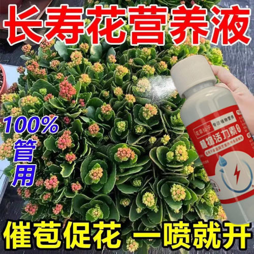 【花满爆盆】强效长寿花营养液专用促开花催花免稀释长寿花专用肥