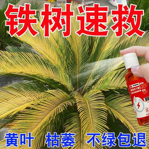 铁树专用营养液促生长防黄叶枯萎叶斑烂根径杆黄液体肥营养液