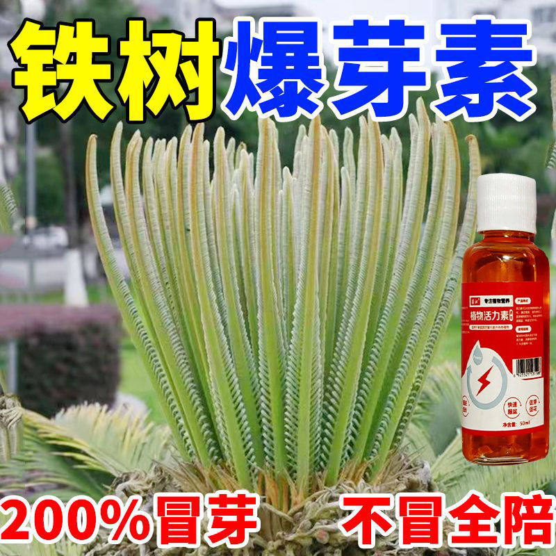 【芽冒不停】铁树专用肥料营养液叶子发黄专用肥促开花发芽液体肥