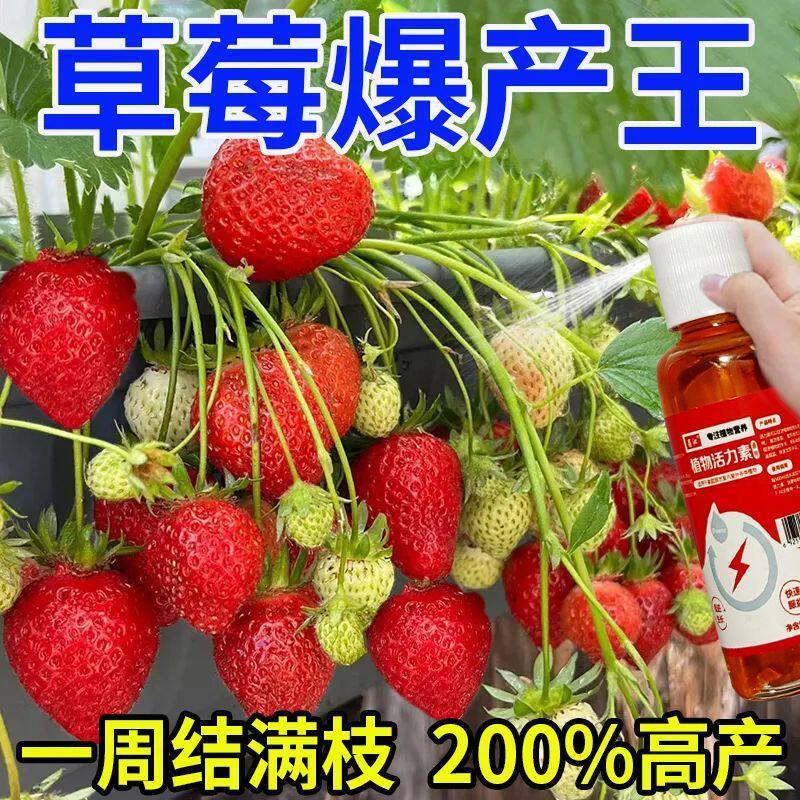 【增产】草莓专用免稀释营养液家用生根促花壮苗提高成活率坐果肥