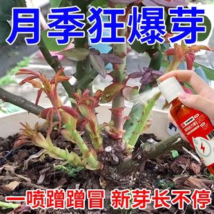 月季 专用肥玫瑰花通用型免稀释营养液老桩快速发芽催芽促花防黄叶