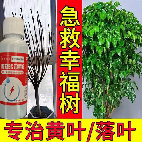 幸福树专用肥料急救掉叶子营养液落叶发黄开花烂根药怎么养杀虫肥