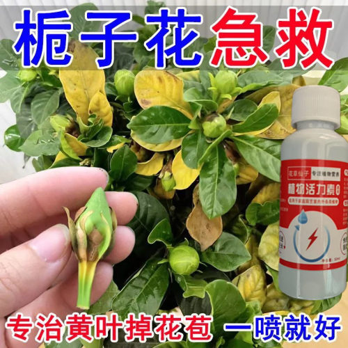 急救】栀子花营养液专用肥叶子发黄枯萎掉苞不开花花卉通用催开花