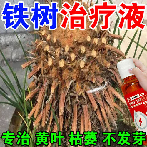 铁树专用营养液促生长防黄叶枯萎叶斑烂根径杆黄液体肥营养液