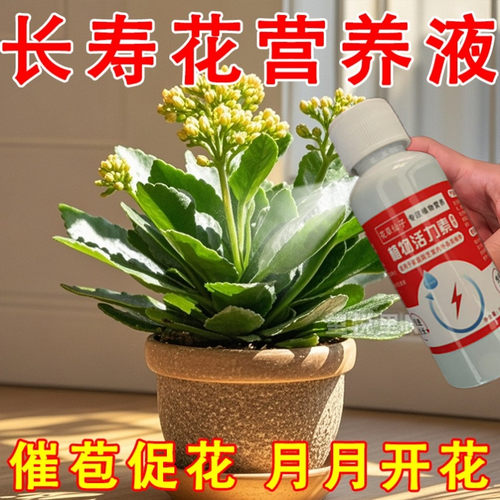 长寿花专用花苞不断液体肥促开花治黄叶增花蕾延花期免稀释营养液