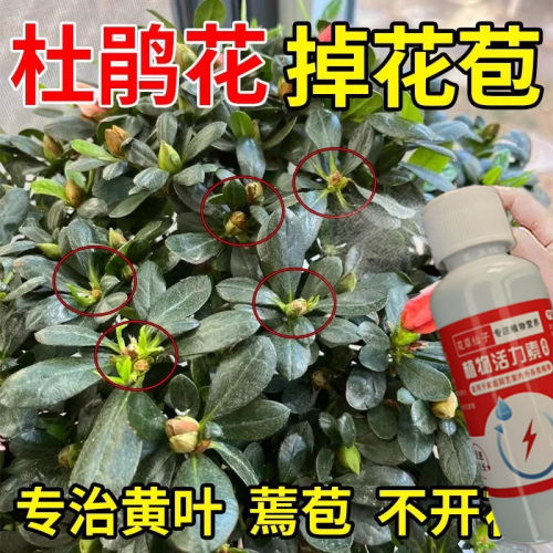 杜鹃花叶斑病肥料专用肥药叶枯病怎么养营养液映山红专用肥料杀菌