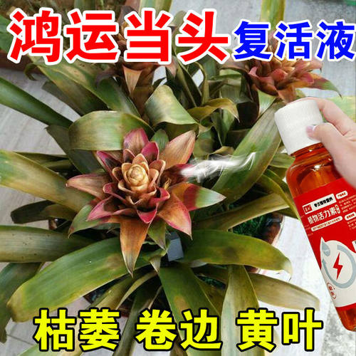 鸿运当头专用营养液防黄叶斑点枯萎卷边花失色家用植物专用肥料