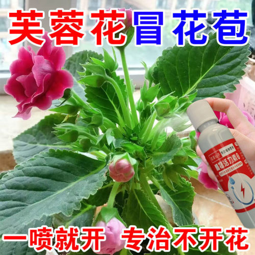 【爆盆专用肥】芙蓉花营养液促开花增花苞防掉苞延花期花增艳液肥