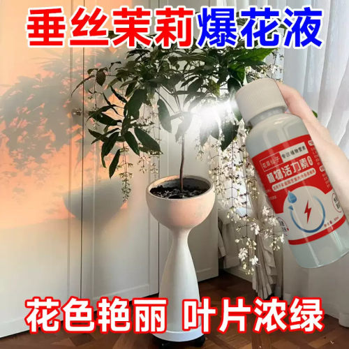 垂丝茉莉花专用肥料营养液治黄叶枯萎黑斑病掉叶烂根催花开花肥