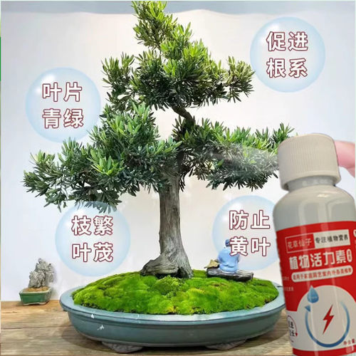 罗汉松专用营养液有机肥料免稀释室内盆栽植物通用型家用盆栽肥料