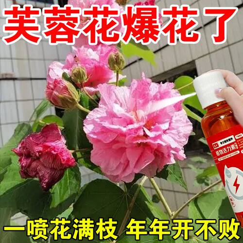花开不断】芙蓉花营养液通用型促开花增花苞防掉苞防黄叶延长花期