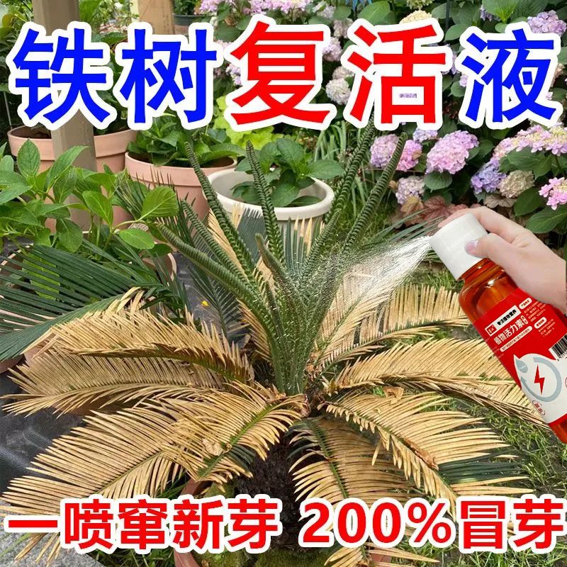 【一喷猛长】铁树专用肥料营养液叶子发黄专用肥促开花发芽液体肥