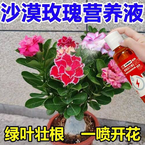 【开爆了】沙漠玫瑰营养液一喷爆开延长花期促生长发芽通用叶面肥