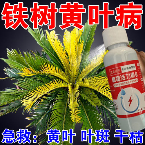 铁树营养液防黄叶烂根促生长促开花免稀释专用液体肥