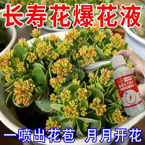 长寿花专用营养液肥料开花养花促花专用肥治白粉病叶面喷施免稀释