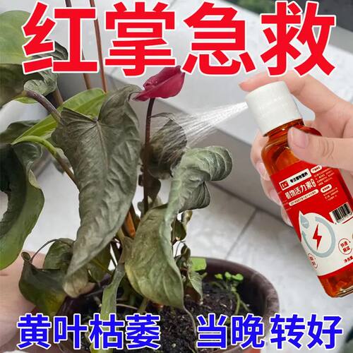 红掌白掌营养液急救治叶子发黄焦边干尖枯萎不开花专用液体肥料