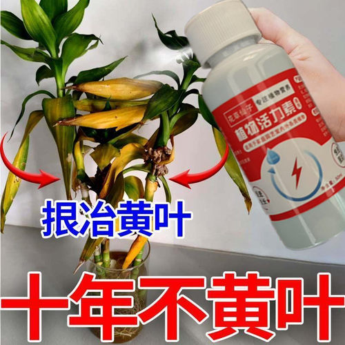 富贵竹营养液水培植物专用肥料转运观音竹子家用专治黄叶养花通用