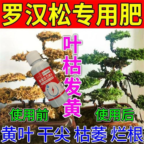 【四季爆芽】罗汉松专用营养液治叶子发黄枯瘦干尖烂根落叶促生长