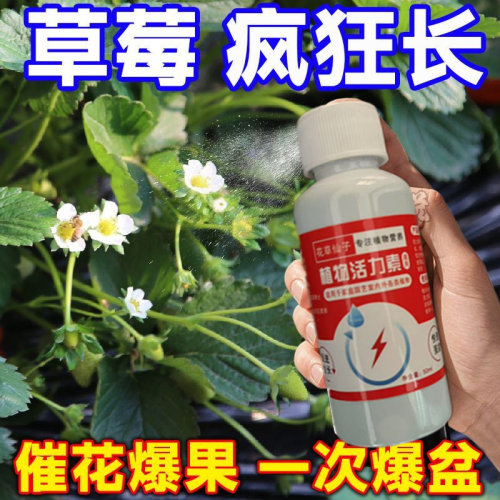 草莓肥料专用肥家用盆栽有机肥料植物营养液通用型坐果期促果增大