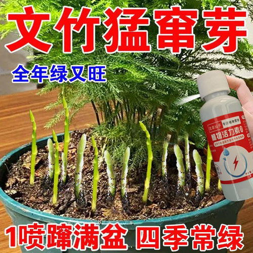 【四季爆芽】文竹专用肥营养液治叶子发黄枯瘦干尖烂根落叶