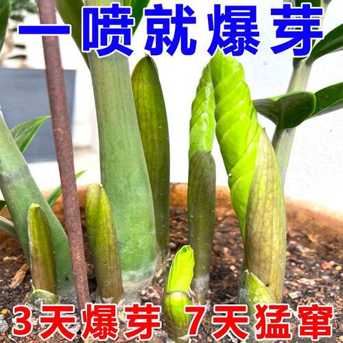 金钱树营养液专用肥催芽促绿防黄叶烂根一喷绿生根促开花