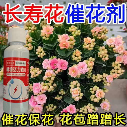 【园艺】长寿花营养液促开花延花期长花苞防掉苞黄叶长寿花专用肥