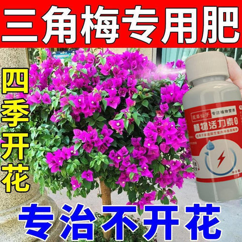 【一喷就开】三角梅专用营养液催花花团大磷酸二氢钾专用肥新型肥