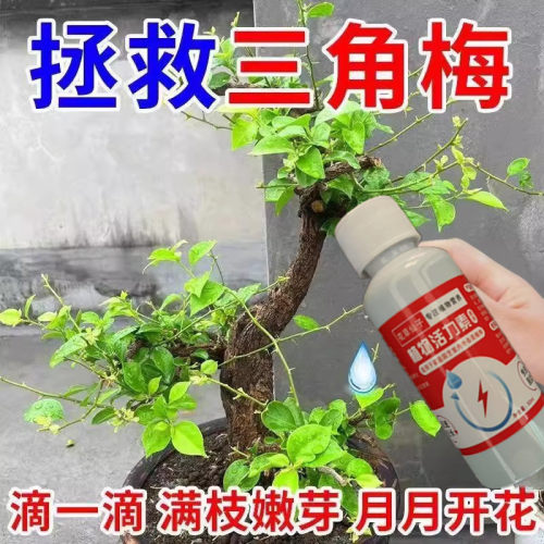 三角梅复活液老桩催芽剂防枯树烂根黄叶强力生根液药水专用营养液