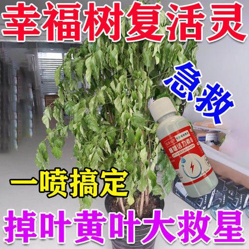 四季旺幸福树专用营养液急救复活掉叶枯萎黄叶肥料专用肥免稀释