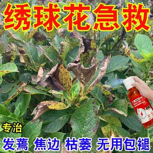 绣球花专用营养液治黄叶防焦叶打蔫闷根不开花延花期绣球专用肥料